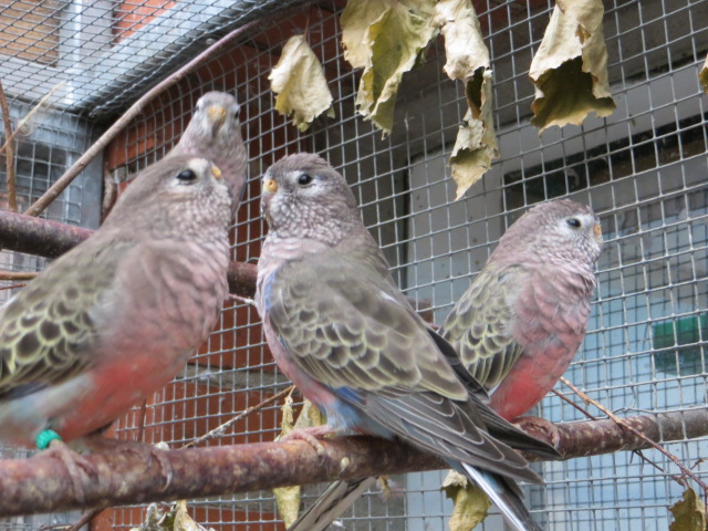 Vereinigung für Artenschutz, Vogelhaltung und Vogelzucht (AZ) e.V.